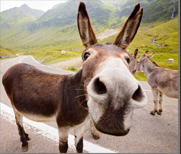 Funny Animals Torch and Projector